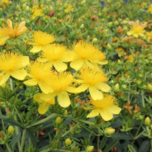Load image into Gallery viewer, Sunny Boulevard St. John's Wort Shrubs
