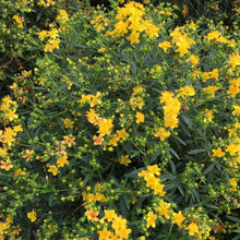 Load image into Gallery viewer, Sunny Boulevard St. John's Wort Shrubs
