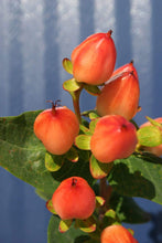 Load image into Gallery viewer, Hypericum Pumpkin
