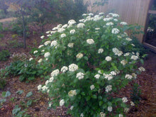 Load image into Gallery viewer, Viburnum Blue Muffin Shrubs
