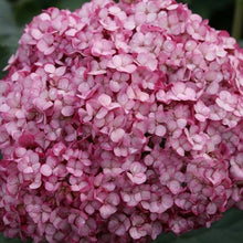 Load image into Gallery viewer, Mini Mauvette Hydrangea Arborescens Shrubs
