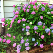Load image into Gallery viewer, L.A. Dreamin' Hydrangea Shrubs
