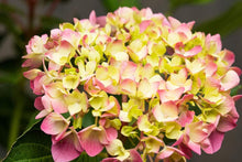 Load image into Gallery viewer, Let's Dance Moonlight Hydrangea Shrubs

