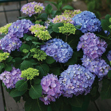 Load image into Gallery viewer, Let's Dance Rhythmic Blue Hydrangea Shrubs
