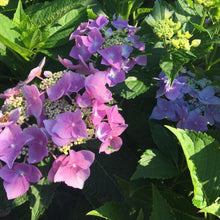 Load image into Gallery viewer, Let's Dance Starlight Bigleaf Hydrangea
