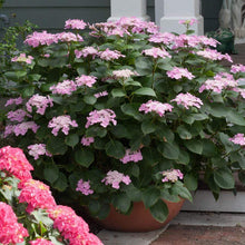 Load image into Gallery viewer, Let's Dance Starlight Bigleaf Hydrangea
