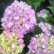 Load image into Gallery viewer, Let's Dance Moonlight Hydrangea Shrubs
