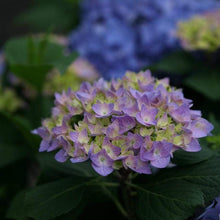 Load image into Gallery viewer, Let's Dance Rhythmic Blue Hydrangea Shrubs
