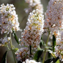 Load image into Gallery viewer, Lo and Behold Ice Chip Butterfly Bush
