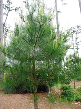 Load image into Gallery viewer, Loblolly Pine Trees

