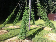 Load image into Gallery viewer, Nugget Hops Vines
