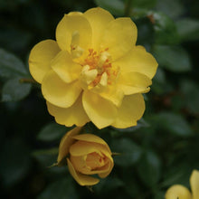 Load image into Gallery viewer, Oso Easy Lemon Zest Rose Bushes
