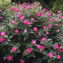 Load image into Gallery viewer, Pink Knock Out Rose Bushes

