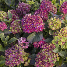 Load image into Gallery viewer, Pistachio Hydrangea Shrubs
