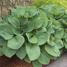 Load image into Gallery viewer, Hosta 'Elegans'
