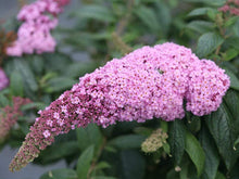 Load image into Gallery viewer, Pugster Pink Dwarf Butterfly Bush
