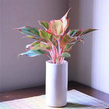 Load image into Gallery viewer, Red Siam Aglaonema Plants
