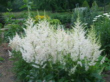 Load image into Gallery viewer, Astilbe Snowdrift Plants
