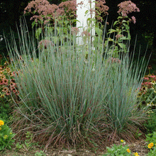 Load image into Gallery viewer, Standing Ovation Little Bluestem
