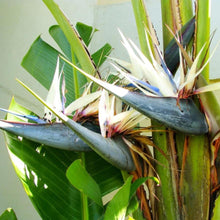 Load image into Gallery viewer, White Bird of Paradise Plants
